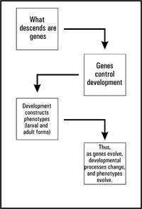 neo-Darwinian explanation of homology