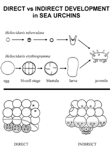 Developmental pathways