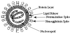 influenza virus